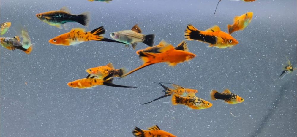 Pești acvariu. Xipho, Molly!