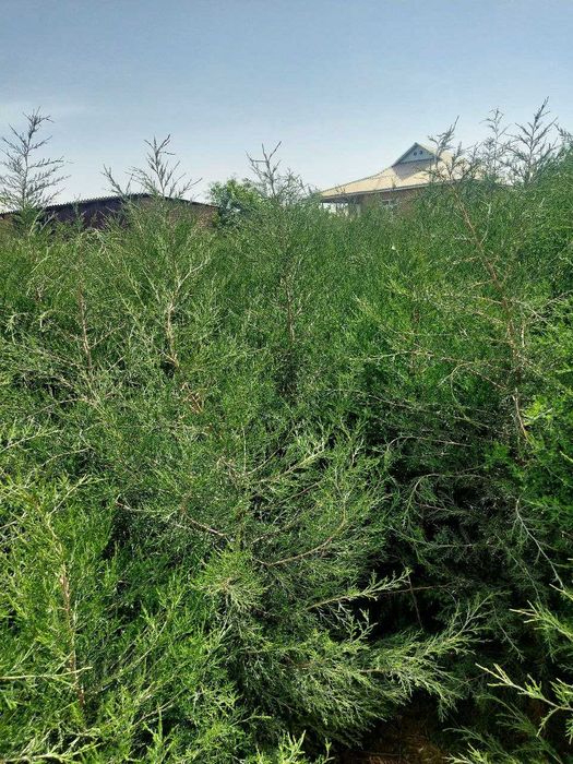 Можжевельник кучатлари сотилади