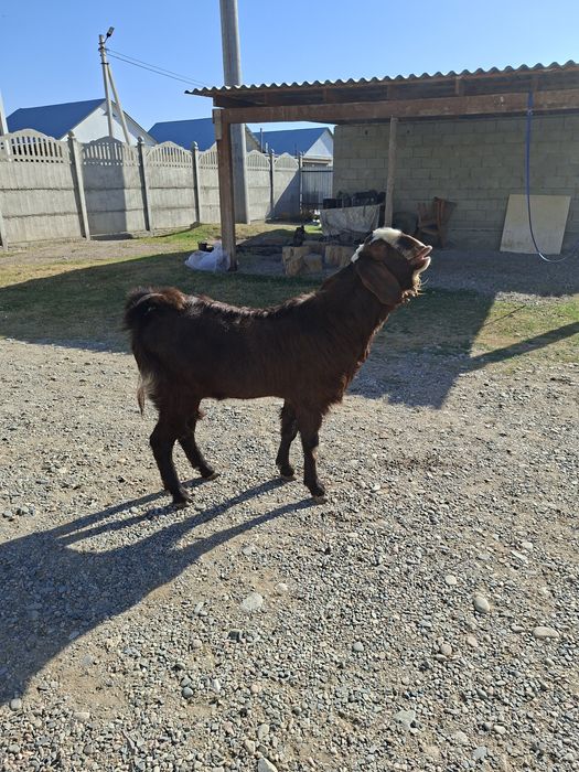 Казел теке битал