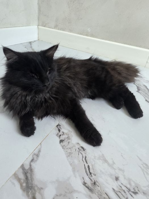Кошки оба не видят