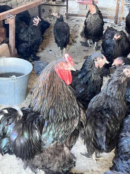 Birama tovuq xòrozlar sotiladi