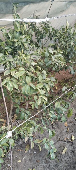 Лимон  кучатлари сотилади