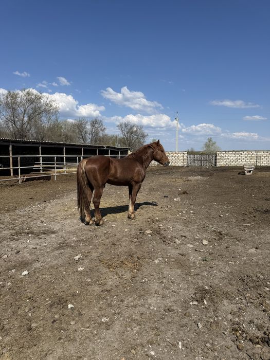 Айғыр сатылады 5 жасар