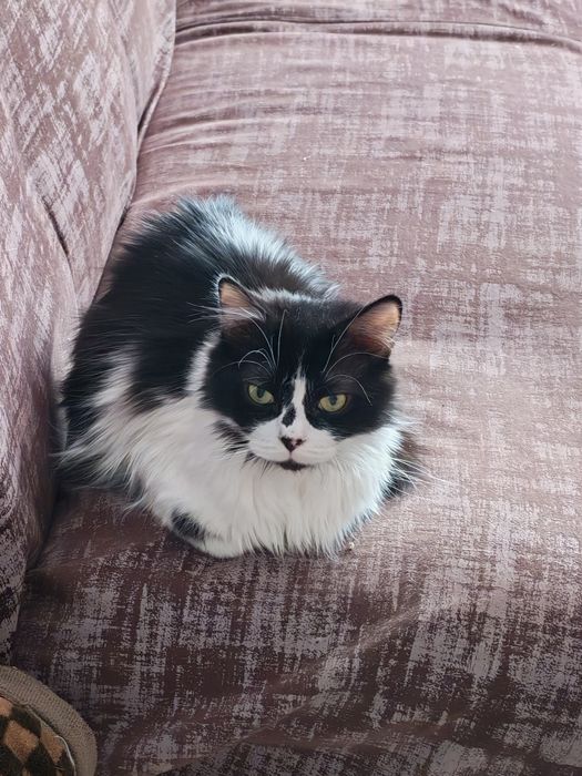 Котики  ищут дом