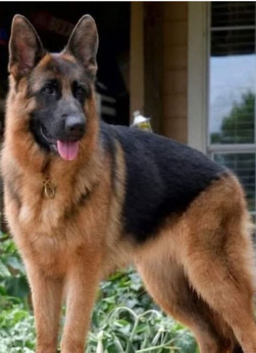 Немецкая овчарка