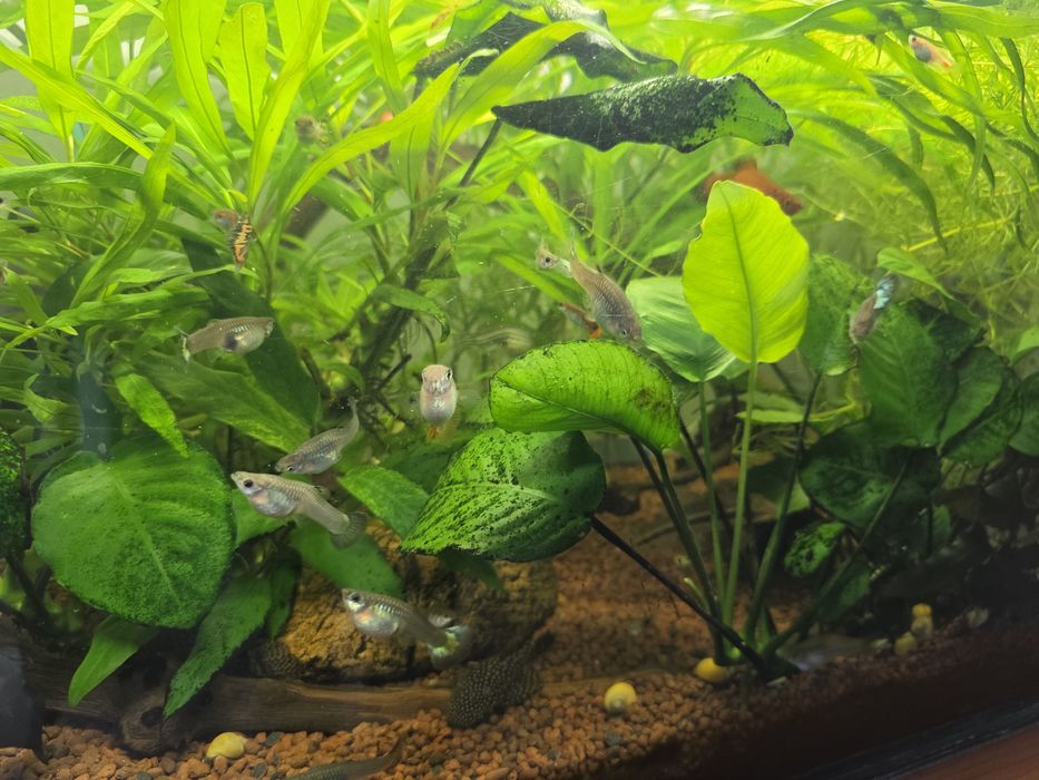 Gupy,plante,Acistrusi , melci pomacea