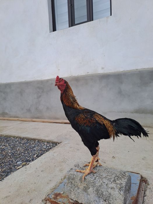 Бойцовский дакан