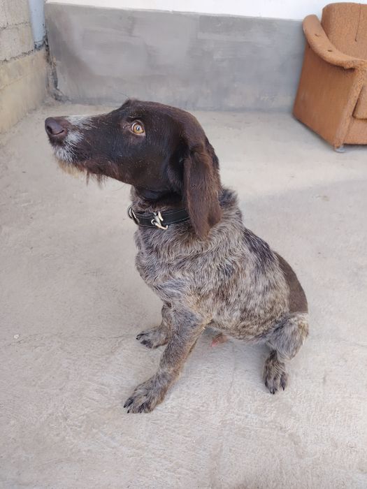 Дратхаар сотилади