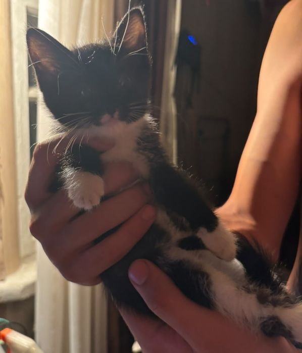 Отдам котят в добрые руки.