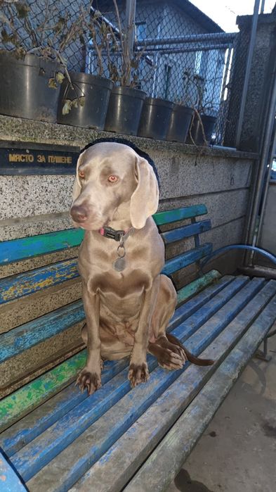 Ваймаранери с родословие