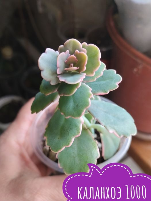 Цветы  комнатные