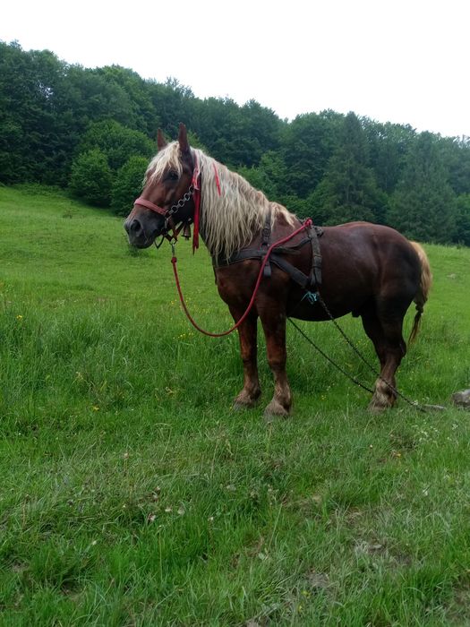 Armăsar de vânzare