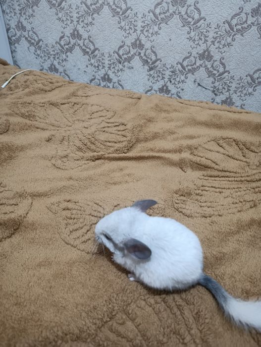 Продам шиншиллу девочку