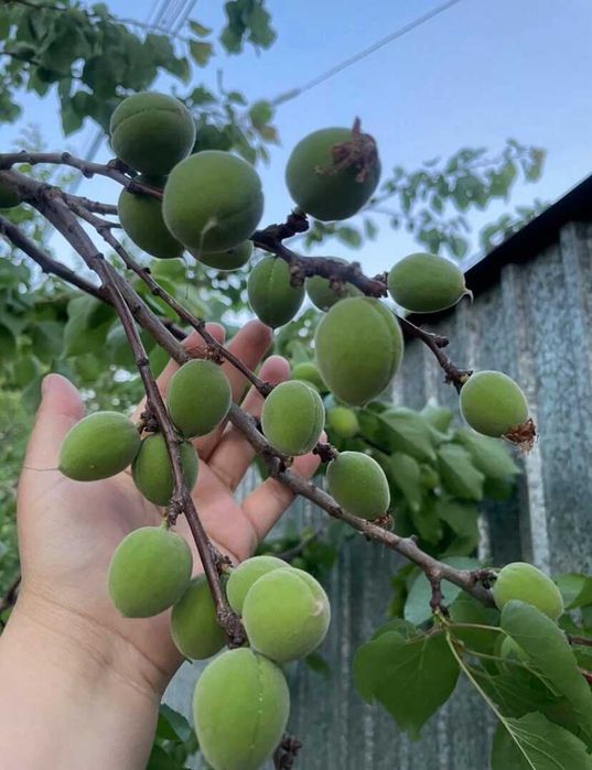 Обработка сада весной