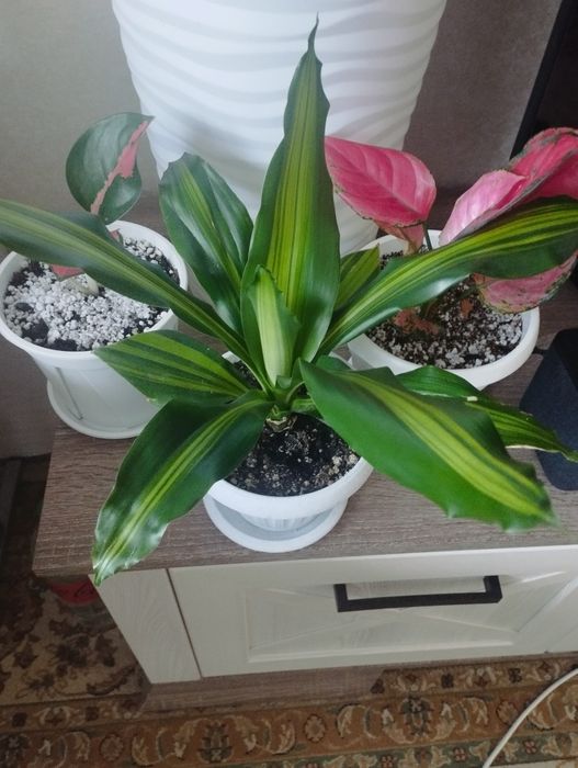 Комнатное растение драцена, район Евразии