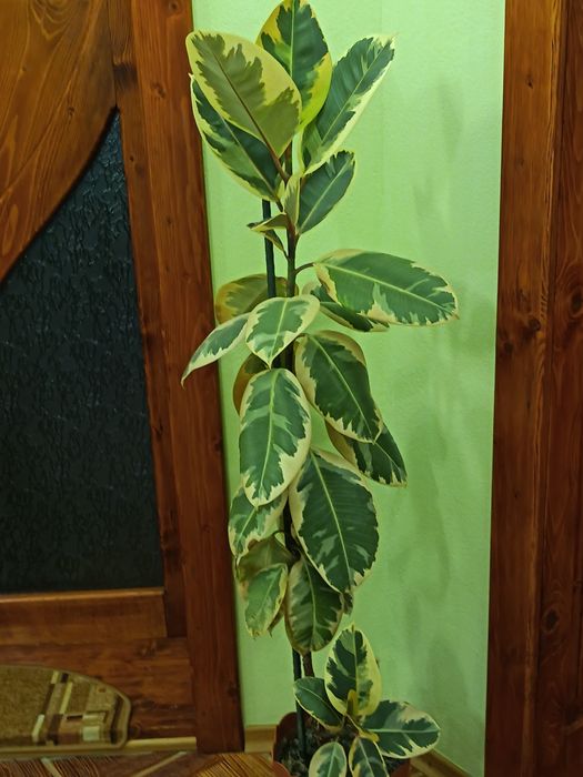 Flori de vânzare
