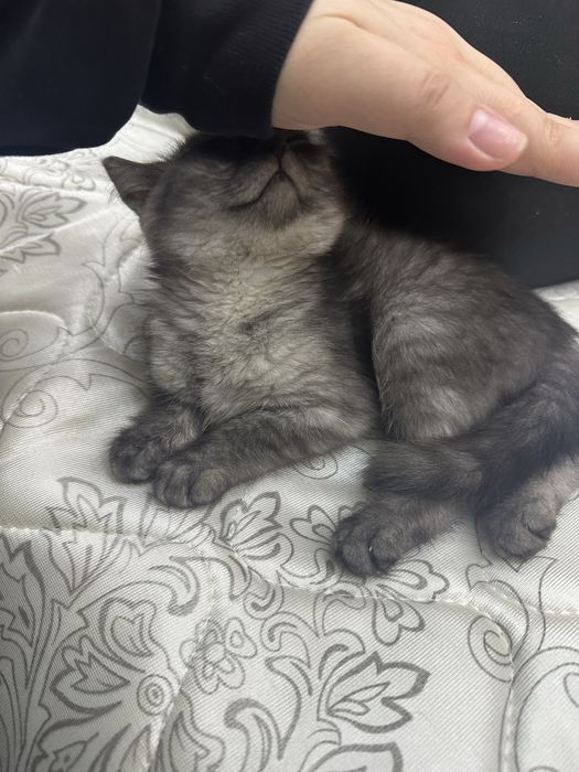 Отдам котенка бесплатно
