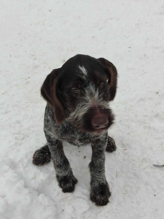 pui brac german sârmos