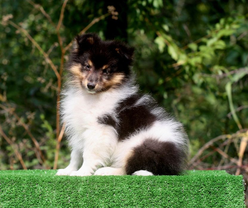 Sheltie - Shetland Sheepdog