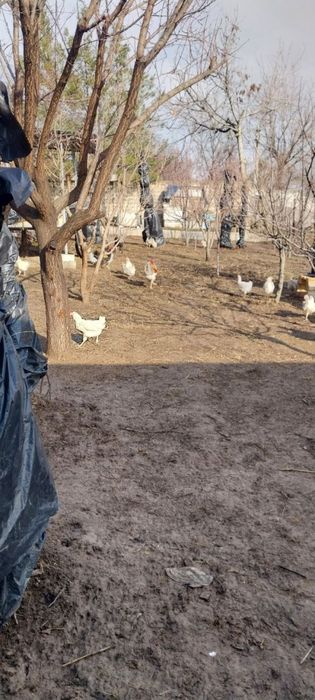 Продаются куры восьмимесячный