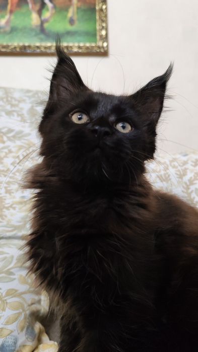 Продаются котята Мейн кун