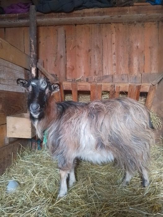 Van berbecuț de asta primăvară și 2 capre