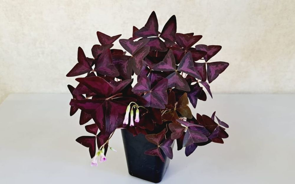 Оксалис (кислица, бабочка)