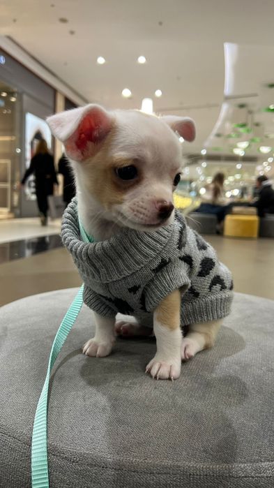 Мини чихуахуа на 2 месеца