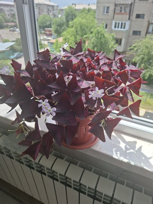 Комнатные цветы Кислица