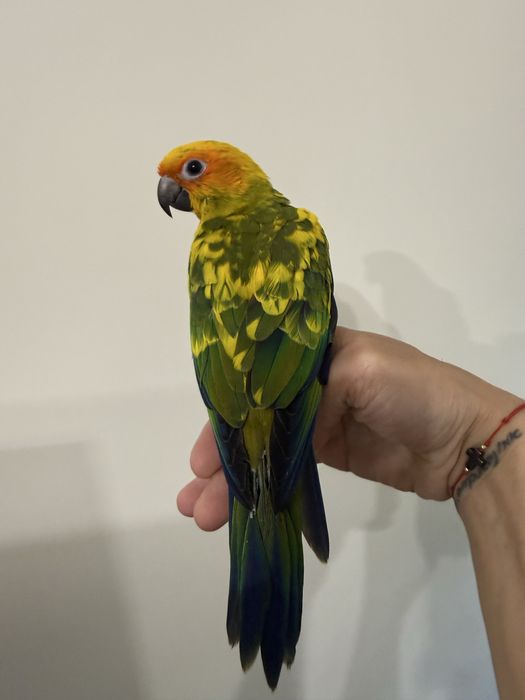 Ръчно хранена Слънчева Аратинга