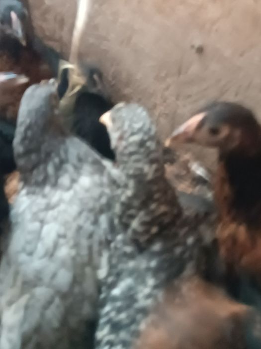 Цыплята.  балапан