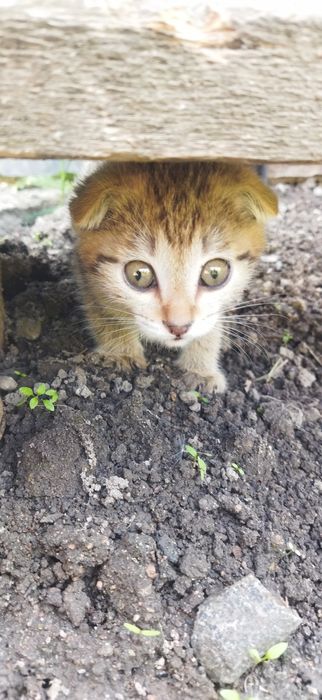 Котята вислоухие