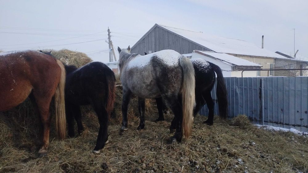 Продам кобылу 6 лет