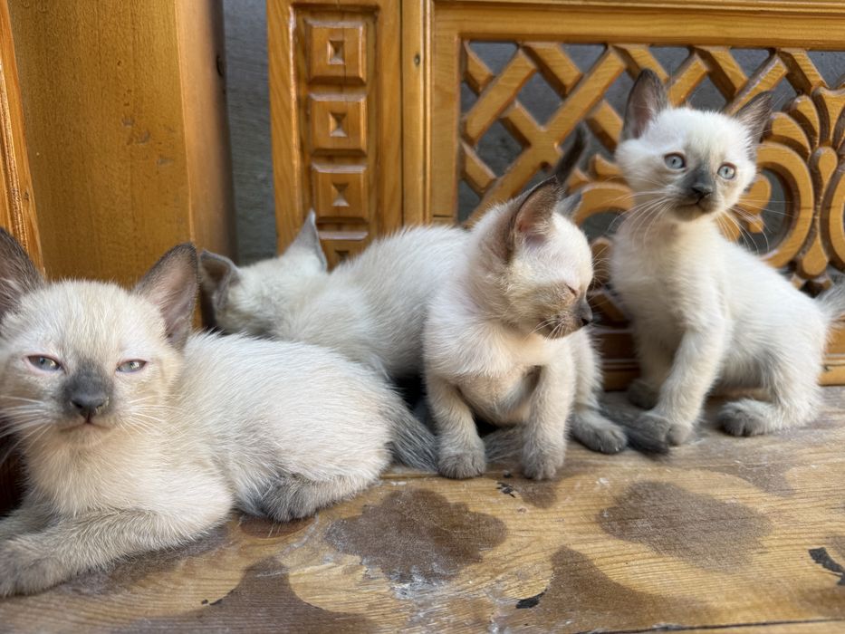 Котята сиамские 2 месяца