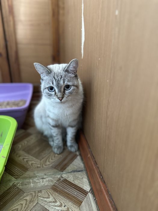 Молодая кошка ищет дом