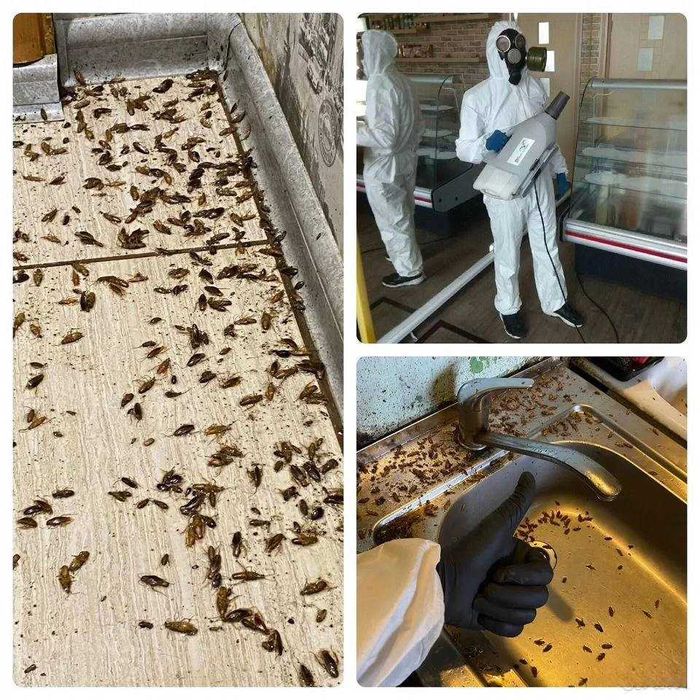 Klopa va tarakanlardan dezinfeksiya xizmati 24/7