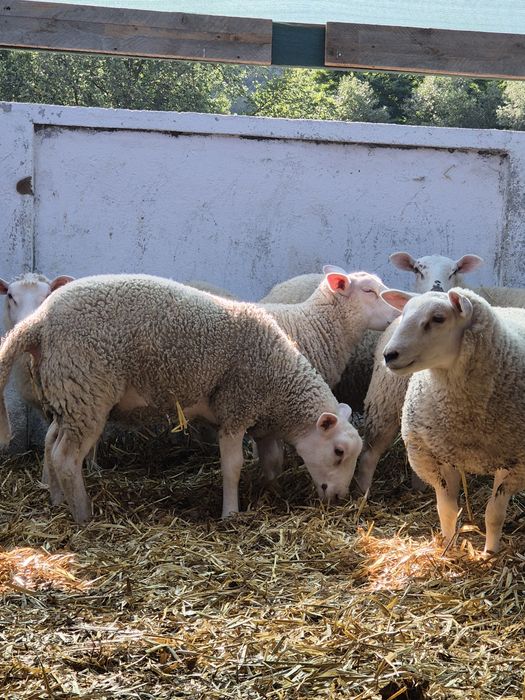 Miei texel de vânzare:berbeci și mielute