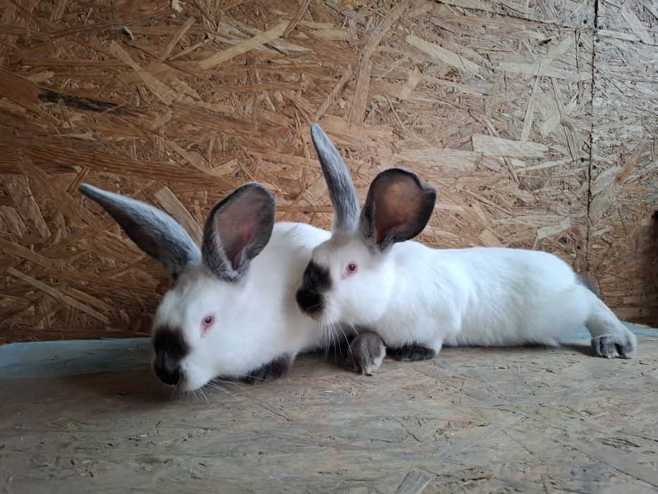 Iepuri uriaș de Transilvania vârstă 4luni