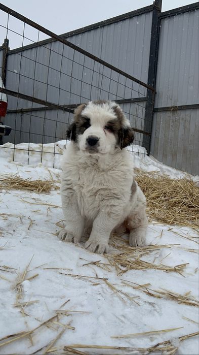 Щенок Алабай, мальчик, полтора месяца