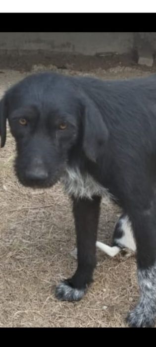 Бесплатно в добрые руки