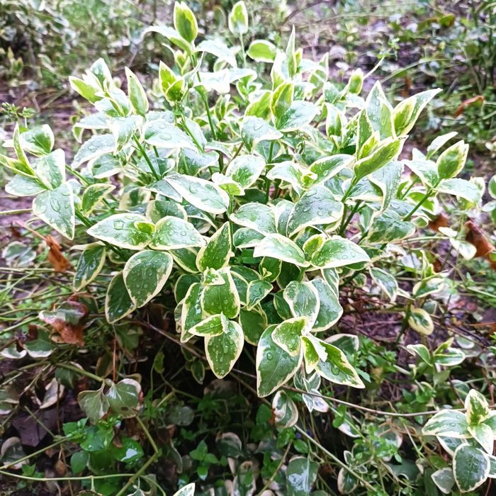 Барвинок многолетний