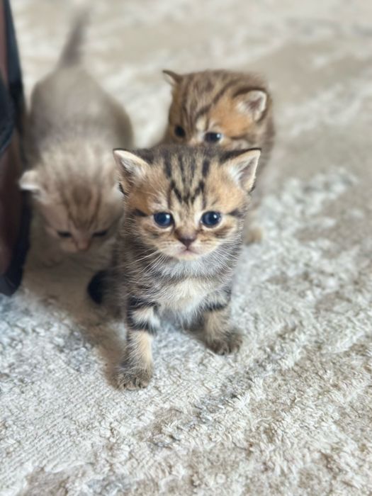 Котята шотландцы