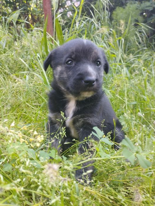 Щенки-мальчики, 1 месяц.