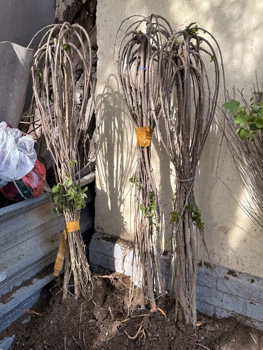 Тутовник на оптом