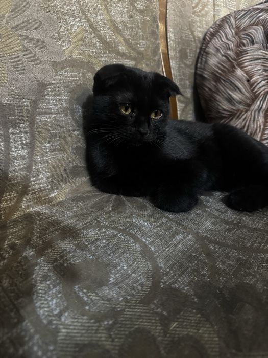 Продам котика  срочно 5 месяцев