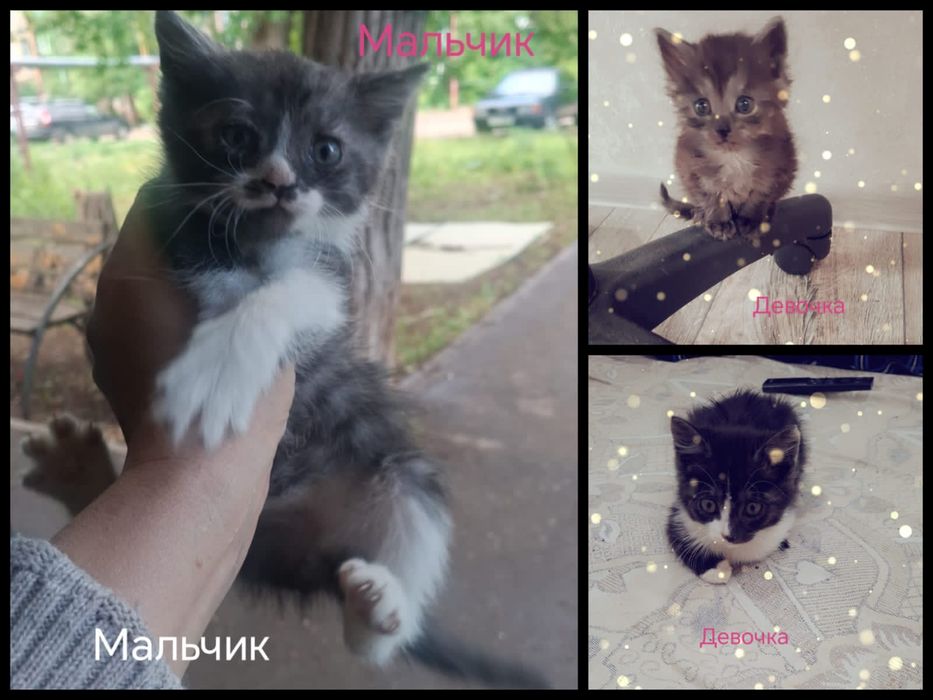 Котята в добрые руки