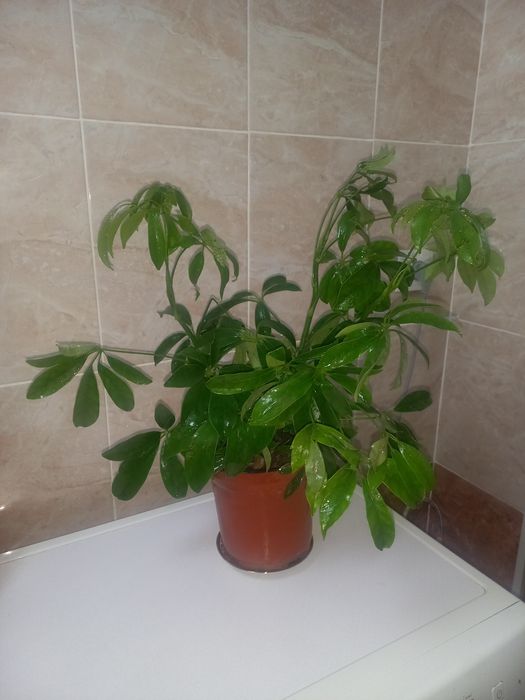 Комнатние растение