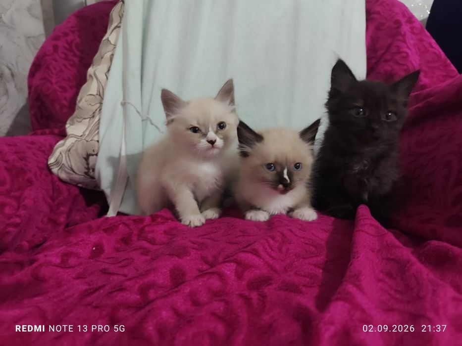 Отдам котят отдам