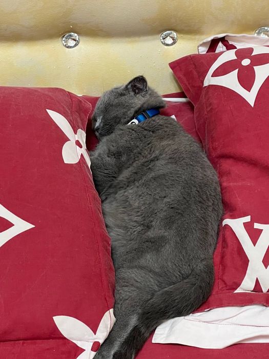 Отдам кота в добрые руки