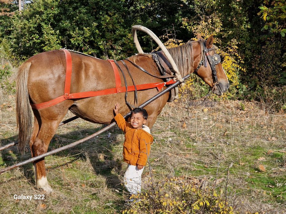 Продавам кобила на 7 години